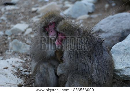 The Japanese Macaque, Also Known As The Snow Monkey, Is A Terrestrial Old World Monkey Species That 