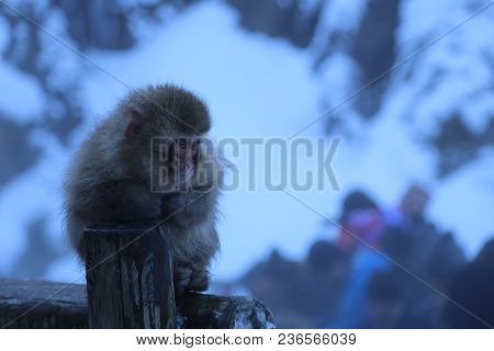 The Japanese Macaque, Also Known As The Snow Monkey, Is A Terrestrial Old World Monkey Species That 