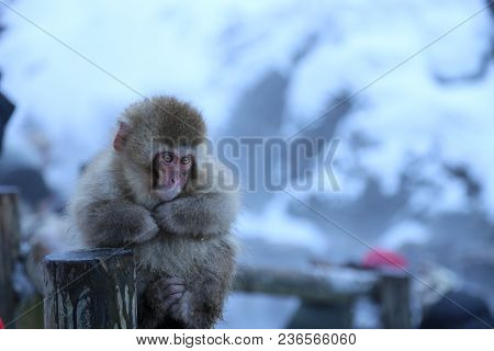 The Japanese Macaque, Also Known As The Snow Monkey, Is A Terrestrial Old World Monkey Species That 