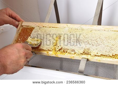 Colorful And Crisp Image Of Uncapping Of Honeycomb At Plastic Tub