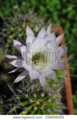 Colorful And Crisp Image Of Queen Of The Night With Flower