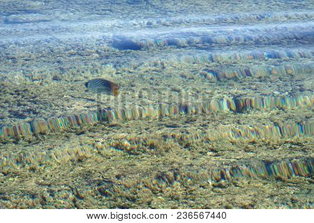 Arabian Sohal Surgeon Fish In The Natural Environment