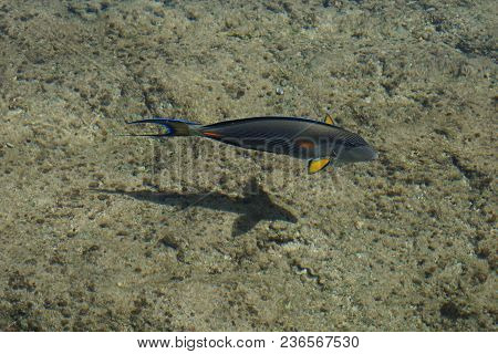 Arabian Sohal Surgeon Fish In The Natural Environment