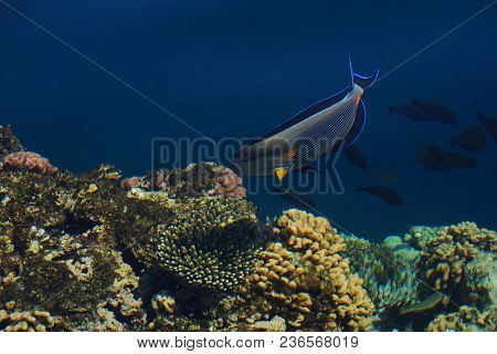 Arabian Sohal Surgeon Fish In The Natural Environment