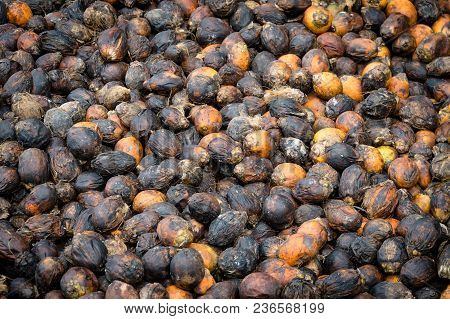 Many Raw Betel Nuts Waiting To Dry. Top View Betel Nut Or Areca Nut Drying On The Floor In The Sun. 