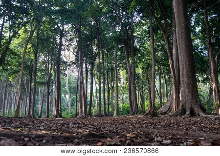 Ancient Tree Roots In Beautiful Forest. Amazing Trees Of The Jurassic Period. Tall Tree Trunks With 
