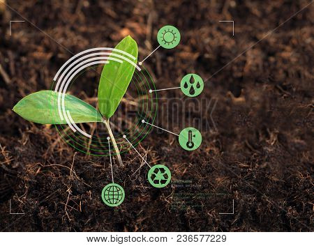 Young Plant, Zamioculcas Zamifolia, Shooting From The Ground In A Warm Light Being Explored Or Studi