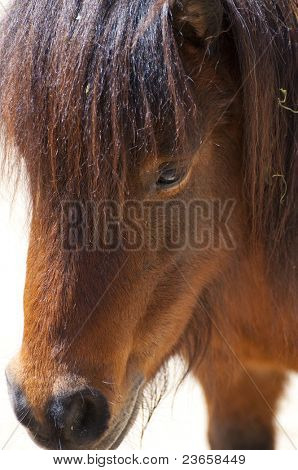 Foto di un simpatico pony. Capelli castani.