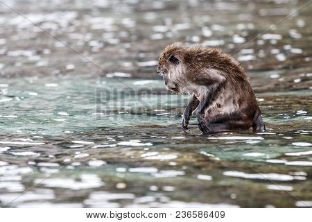 Macacus Swimming For Food From Tourist In Monkey Beach, Phi Phi Island, Thailand.