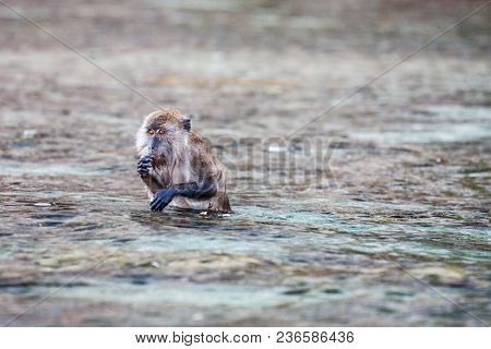 Macacus Swimming For Food From Tourist In Monkey Beach, Phi Phi Island, Thailand.