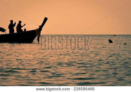 Macacus Swimming For Food From Tourist In Monkey Beach At Sunset, Phi Phi Island, Thailand.