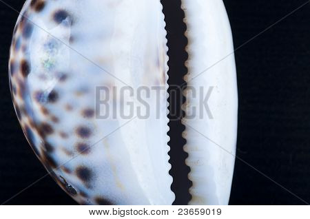 Picture of a sheel. OceanÃÂ´s live. Macro. Nice details