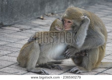 Two Formosan Macaques In Mountains Of Kaohsiung City, Taiwan, Also Called Macaca Cyclopis. They Are 