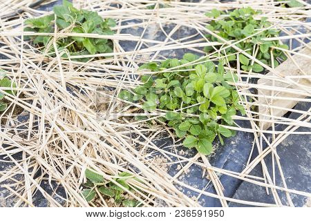 Young Strawberry Plants Growing On A Bed Of Straw Mulch