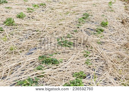 Young Strawberry Plants Growing On A Bed Of Straw Mulch