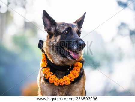 German shepherd with a marigold garland being worshiped during Kukur Tihar (dog Deepawali) in Kathmandu, Nepal