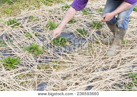 Young Strawberry Plants Growing On A Bed Of Straw Mulch, With The Hand Of The Gardener Senior.