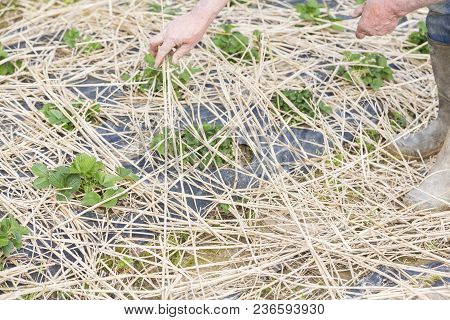 Young Strawberry Plants Growing On A Bed Of Straw Mulch, With The Hand Of The Gardener Senior.