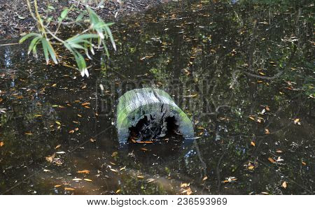 Cut Tree Trunk In Floating Leaves Water