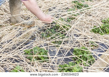 Young Strawberry Plants Growing On A Bed Of Straw Mulch, With The Hand Of The Gardener Senior.