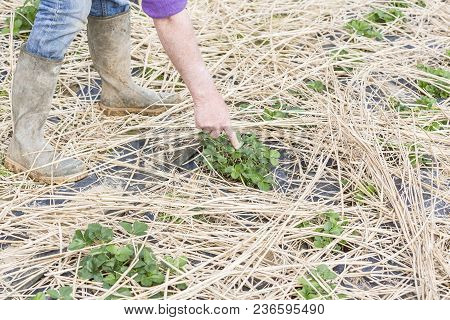 Young Strawberry Plants Growing On A Bed Of Straw Mulch, With The Hand Of The Gardener Senior.
