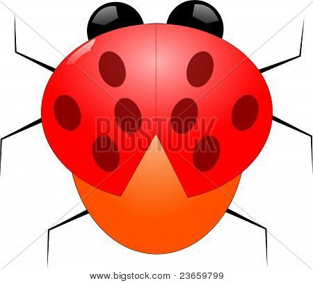 Coccinella