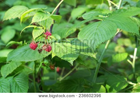 Raceme Of Wild Raspberry Red Berries On Background Of Great Beautiful Emerald Foliage The Shrub