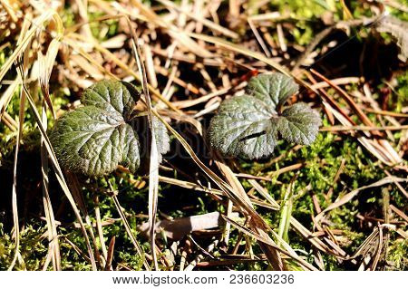 Young Strawberry Leaves Surrounded By Moss. Background.