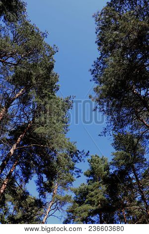 The Tops Of Green Trees Against The Blue Sky.