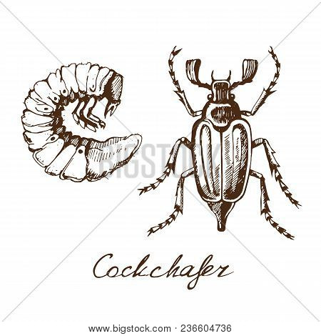 Vector Sketch Of The Beetle Cockchafer And Its Larva Drawing By Hand On A White Background