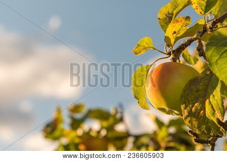 Ripe Apple In Close Up With A Blue Sky In The Background