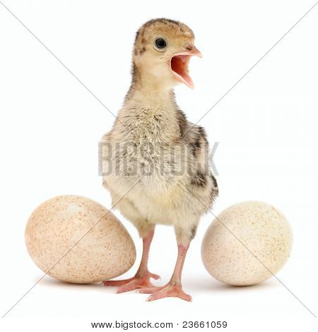 poulet isolé sur fond blanc