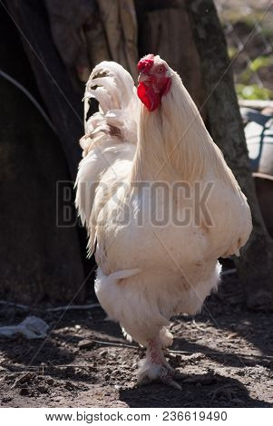 Beautiful Rooster Walking In A Farm Yard In Summer Day