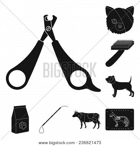 Veterinary Clinic Black Icons In Set Collection For Design. Treatment Of A Pet Vector Symbol Stock  