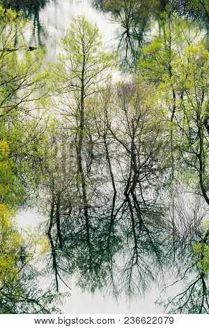 Green trees reflected in the shallow shore waters of the Skadar Lake, Skadar Lake National Park, Mon