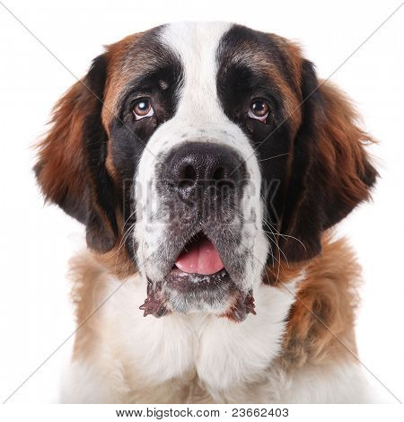 Cucciolo adorabile Saint Bernard purosangue