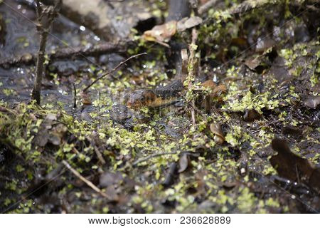 Broad-banded Water Snake Swimming