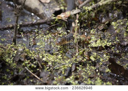 Broad-banded Water Snake Swimming