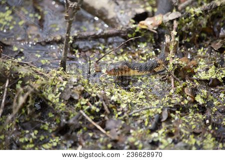 Broad-banded Water Snake Swimming