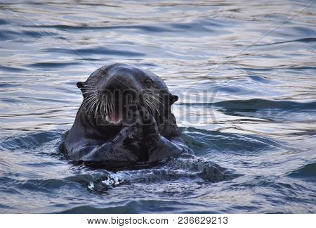 A Sea Otter Feasting On A Clam Caught In Dutch Harbor Alaska