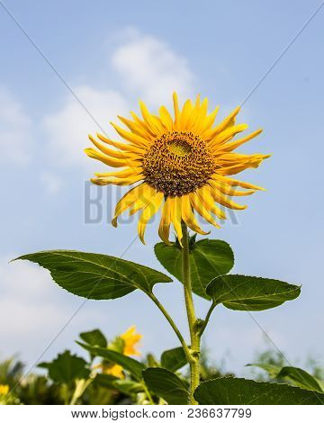 Sunflowers Blooming Against A Bright Sky,sunflower And Blue Sky In Thailand.
