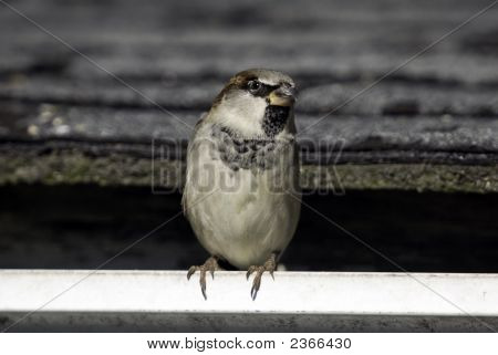 Vrabec domácí (Passer Domesticus)