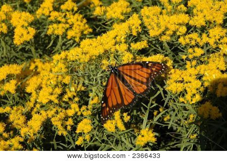 Monarch motýl (Danaos Plexippus)