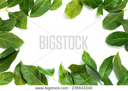 Copy Space Leaves White Background  Archidendron Jiringa (jack) I.c. Nielsen.