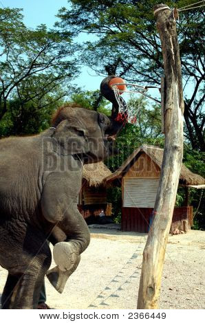 Elefante giocando Basket Ball
