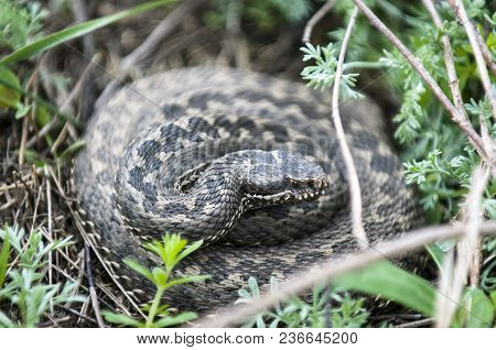 Vipera Ursinii Or Meadow Viper. Vipera Ursinii Is A Venomous Viper And A Very Widespread Species