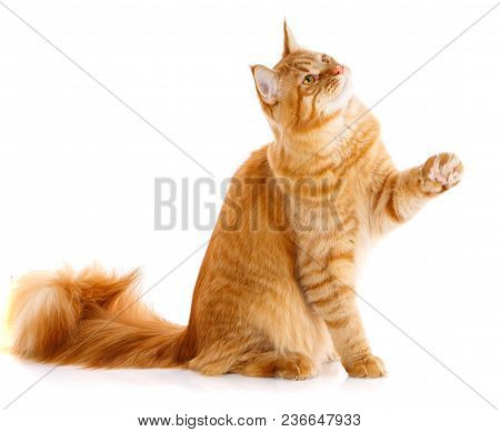 Mainecoon Thoroughbred Cat On A White Background. Purebred Cat. Well-groomed Kitten. Pet, Comfort An