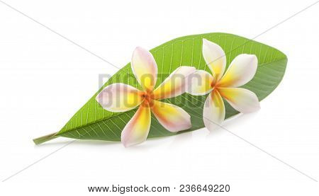 Leelawadee An Isolatedon White With Clipping Paths