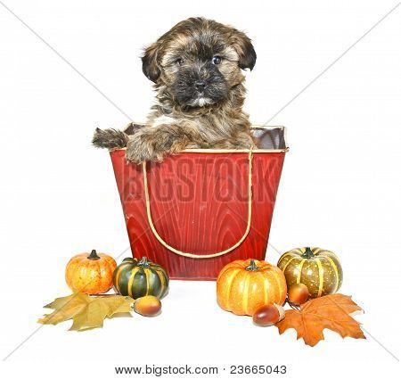 Yorkie-poo valp