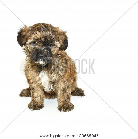 ลูกสุนัขปู Yorkie เดียว